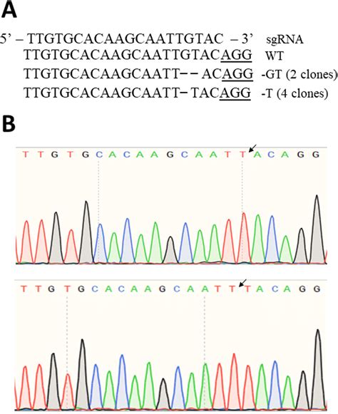 Sequence Analyzer: pAM1579 Sequencing Result .